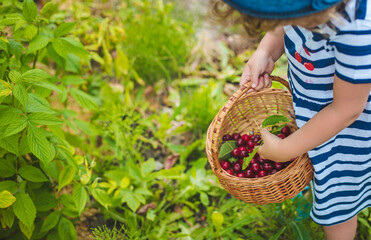 A child picks cherries in the garden. Selective focus.