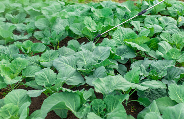 Fototapeta premium Spraying cabbage in the garden. Selective focus.