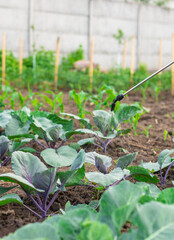 Spraying cabbage in the garden. Selective focus.