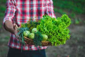 A man farmer holds a harvest of vegetables in his hands. Selective focus.