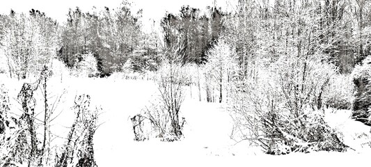 Obraz premium Snow covered the ground. White snow covered the surface and clung to the branches of plants, trees, and bushes. Black trees tower above the snow, snow clinging to their trunks and branches.