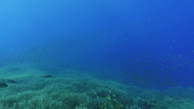 Little jack fish chasing a boops boops fish school - Scuba diving in Majorca