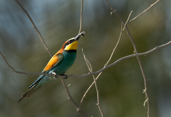 European bee-eater with a bee catch, Bahrain