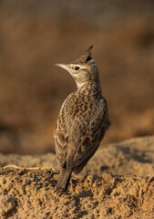 Portrait of a Crested Lark perched on ground, Bahrain