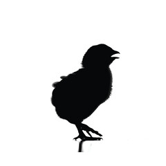 Small chick standing silhouette