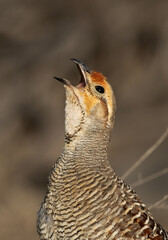 Closeup of a Grey francolin calling at Hamala, Bahrain