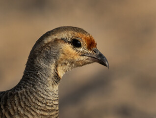 Portrait of a Grey francolin at Hamala, Bahrain