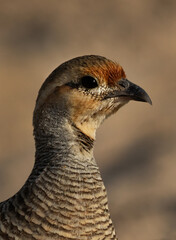 Closeup of a Grey francolin at Jasra, Bahrain