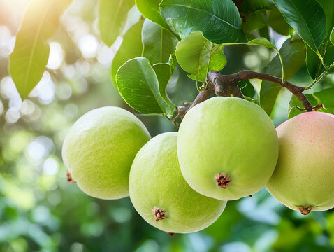 Ripe Green Apples Hanging on a Tree Branch with Sunlight and Bokeh Background - Powered by Adobe