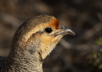 Beautiful eye of Grey francolin at Hamala, Bahrain