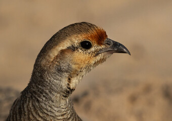 Closeup of a Grey francolin at Hamala, Bahrain