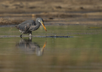 Western reef heron fishing at Buhair lake, Bahrain