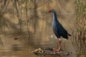 Portrait of a Grey-headed Swamphen at Asker Marsh, Bahrain
