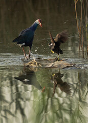 A moorhen attacking a Grey-headed Swamphen at Buhair lake, Bahrain