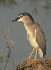 Portrait of a Black-crowned Night herons at Buhair lake, Bahrain