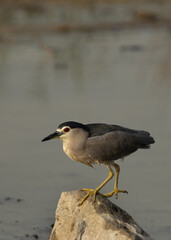 Black-crowned Night herons perched on rock at Tubli bay, Bahrain