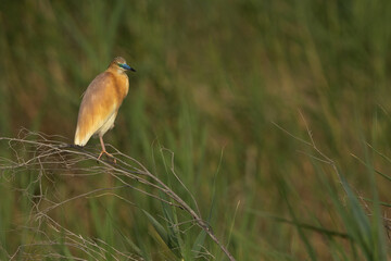 Closeup of a Squacco Heron at Buhair lake, Bahrain