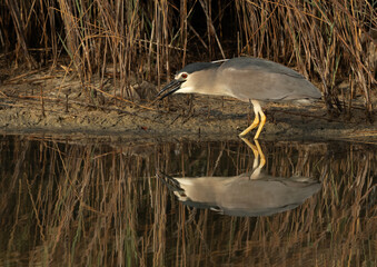 Black-crowned Night heron feeding at Buhair lake, Bahrain