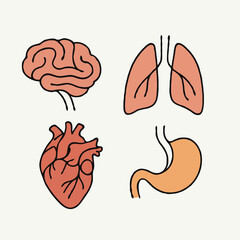 Human internal organs anatomy Collection. Illustration of Stomach, liver, heart, bladder, intestine, pancreas, kidneys, Lungs, pelvis, brain set. Symbol Line art, Outline Doodle icons drawing