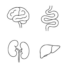 Human internal organs anatomy Collection. Illustration of Stomach, liver, heart, bladder, intestine, pancreas, kidneys, Lungs, pelvis, brain set. Symbol Line art, Outline Doodle icons drawing