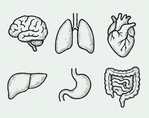 Human internal organs anatomy Collection. Illustration of Stomach, liver, heart, bladder, intestine, pancreas, kidneys, Lungs, pelvis, brain set. Symbol Line art, Outline Doodle icons drawing