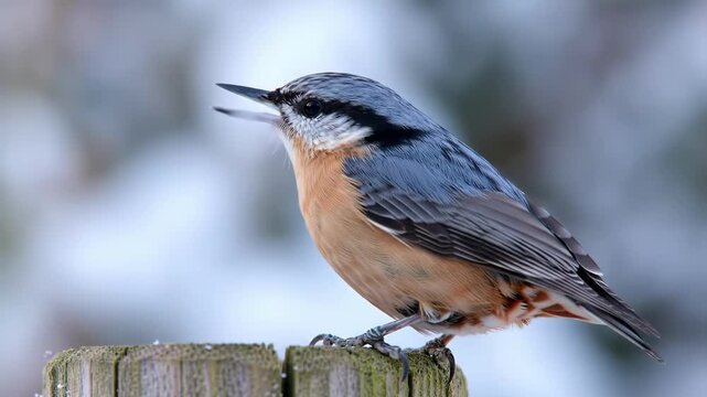 Redbreasted nuthatch perched on wooden post in winter environment