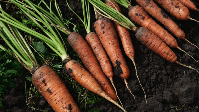 A pile of freshly harvested organic carrots. Close up.