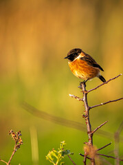 Stones chat sitting on a branch