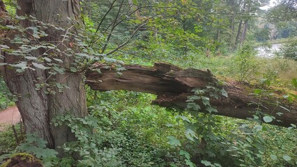 Stare drzewo na brzegu rzeki 