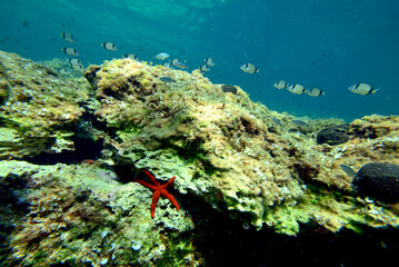 Mediterranean underwater scenery