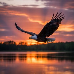 Bald eagle flying over water at sunset with orange sky and clouds bird flight