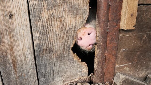 pig in a barn