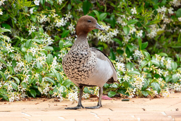 Photograph of an Australian male Wood Duck standing near lush garden foliage in the sunshine in the Blue Mountains in NSW, Australia.