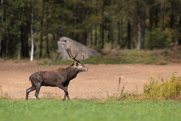 Jeleń szlachetny (Cervus elaphus), red deer © Bartosz Rakoczy