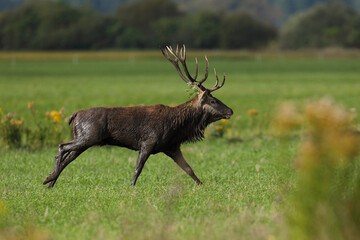 Jeleń szlachetny (Cervus elaphus), red deer © Bartosz Rakoczy