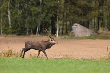 Jeleń szlachetny (Cervus elaphus), red deer © Bartosz Rakoczy