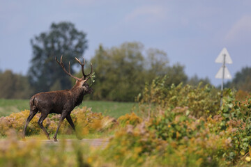 Jeleń szlachetny (Cervus elaphus), red deer © Bartosz Rakoczy