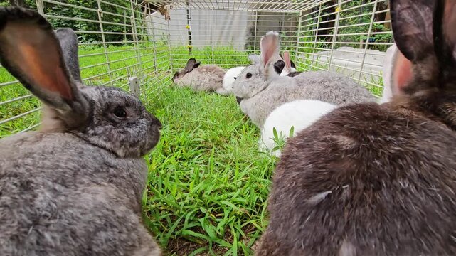 Wide angle shot of few adult rabbits resting on grass inside bottomless cage waiting for transportation or to be processed. Bunnies can also feed on fresh grass and be moved into new spot. 
