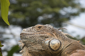Obraz premium Leguan Grüner Leguan Nahaufnahme mit Schuppenstruktur