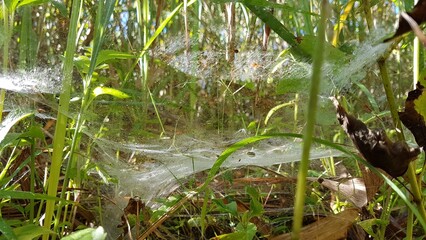 Spider web glistening among the tall grasses in the natural environment during daylight hours