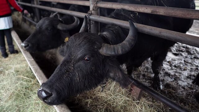 Buffalo farm in rural Ukraine in Transcarpathia. Animals graze, eat hay in an open barn. Authentic agriculture, animal husbandry and rural lifestyle. Peaceful atmosphere of a village with buffaloes