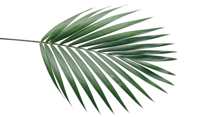 Single palm leaf with vibrant green color isolated on a transparent background for decoration