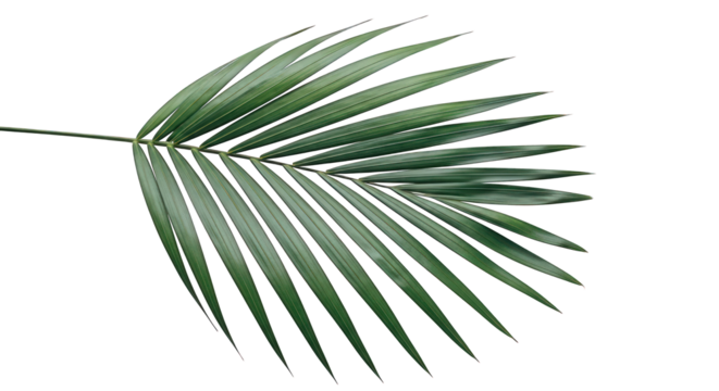 Single palm leaf with vibrant green color isolated on a transparent background for decoration