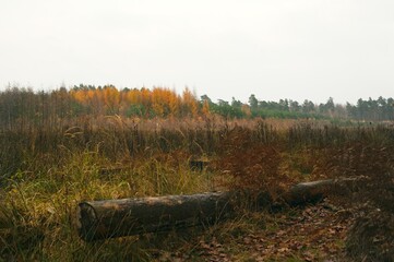 A serene autumn landscape featuring wild grasses, ferns, and natural vegetation leading toward a distant forest in muted seasonal colors. 