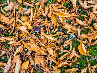 Dry autumn leaves covering green grass ground
