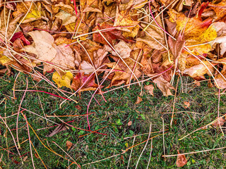 Autumn leaves covering green grass celebrating season change