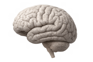 Human brain organ representing intelligence, learning, memory, and thought processes on a transparent background