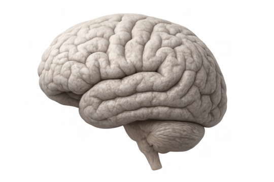 Human brain organ representing intelligence, learning, memory, and thought processes on a transparent background
