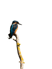 kingfisher on a branch with the background removed