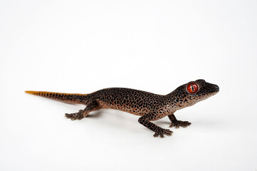 Golden spiny-tailed gecko, golden-tailed gecko // Goldschwanzgecko, Drüsenschwanzgecko (Strophurus taenicauda) - Australia